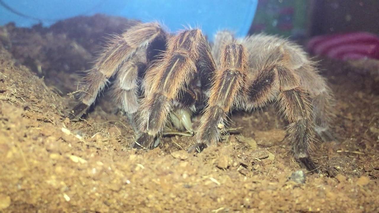 Grammostola Rosea - G. Rosea Eating