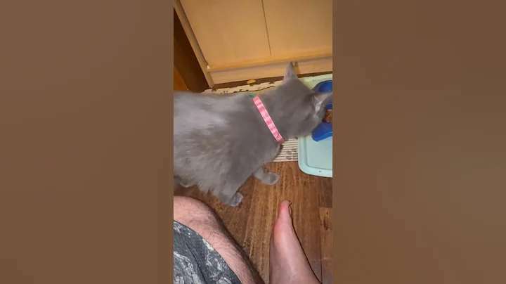 Video 10012701: russian siberian cat, russian blue female cat, cat family