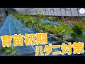 【いちご栽培】育苗初期のハダニ予防！