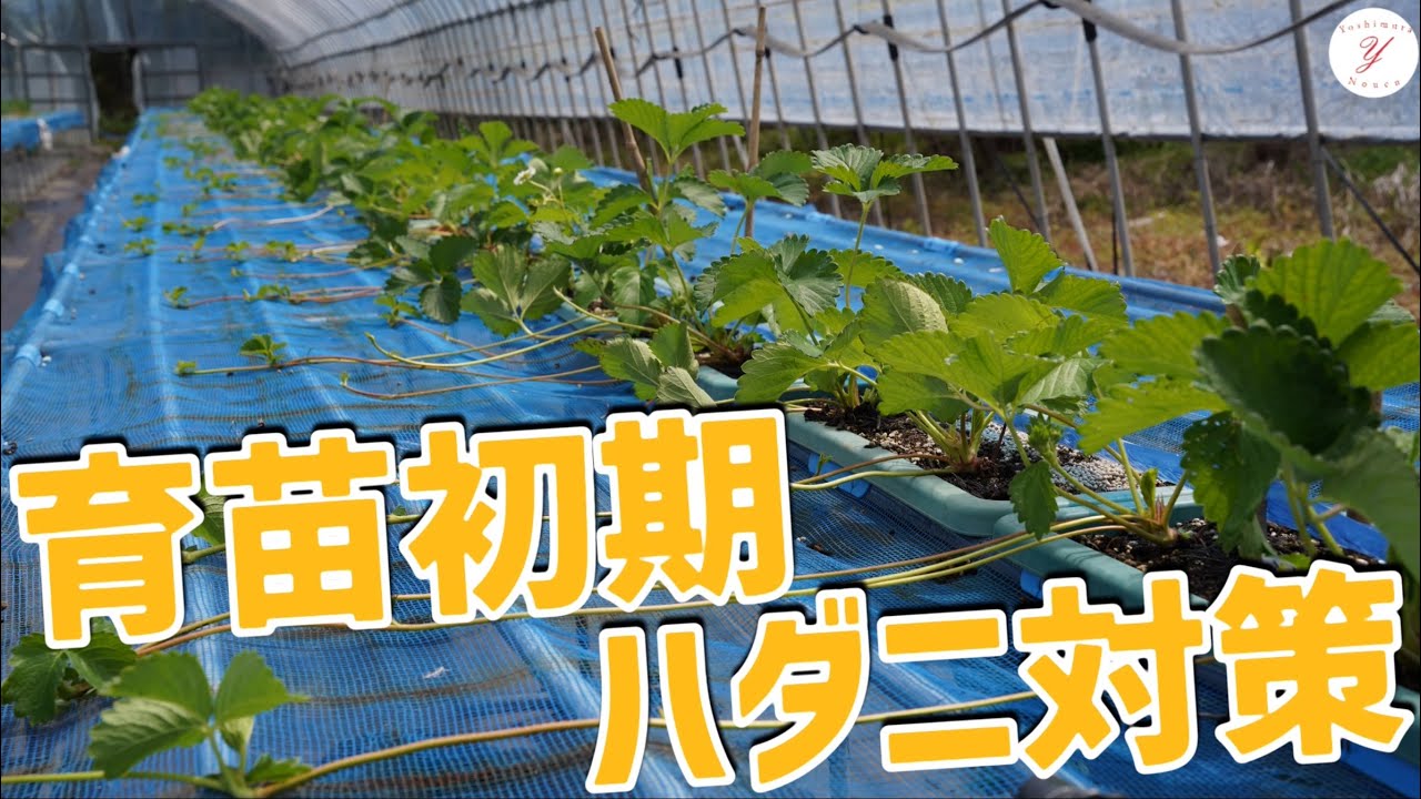 【いちご栽培】育苗初期のハダニ予防！
