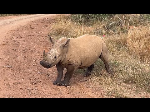 ZOO i felten: Brian bekæmper krybskytter i Sydafrika