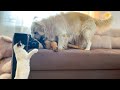 How do a Golden Retriever, a Kitten and a German Shepherd Puppy live together?