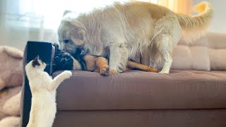 How do a Golden Retriever, a Kitten and a German Shepherd Puppy live together?