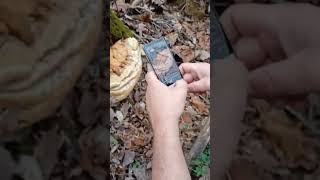 Picture Mushroom App | Oak Bracket #outdooradventure #alabama #marine #rattlesnake #mushroom #app screenshot 2