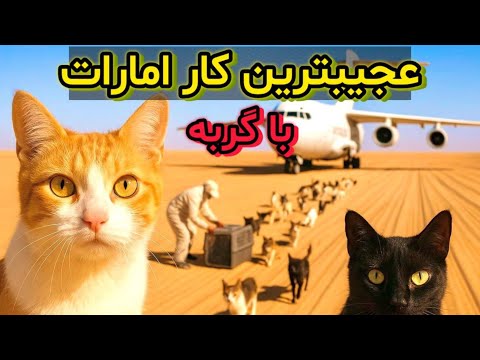 در امارات ۸۰۰۰گربه را در بیابان بدون اب رها کردند اما نتیجه همه را شوکه کرد