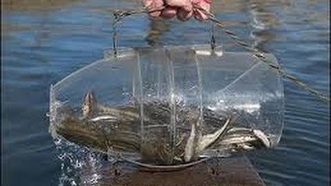 how to make a minnow trap at home real easy