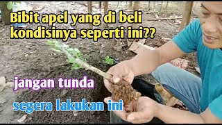 How to plant apple seeds buy online #fujiapple #redapple