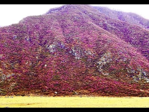 Видео: Весна в Горном Алтае 2024. Перевалы Семинский, Чеке-Таман, Кату-Ярык. Цветение Маральник. Часть 1.