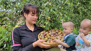 Child recovered from illness: Mom went to pick plums to sell | QuanVanTruong