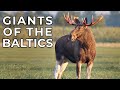 Matsalu Moose - Wild Giants of the Baltics | Free Documentary Nature