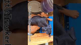 Ruby PUPPIES only 2 boys left May 18th 2024