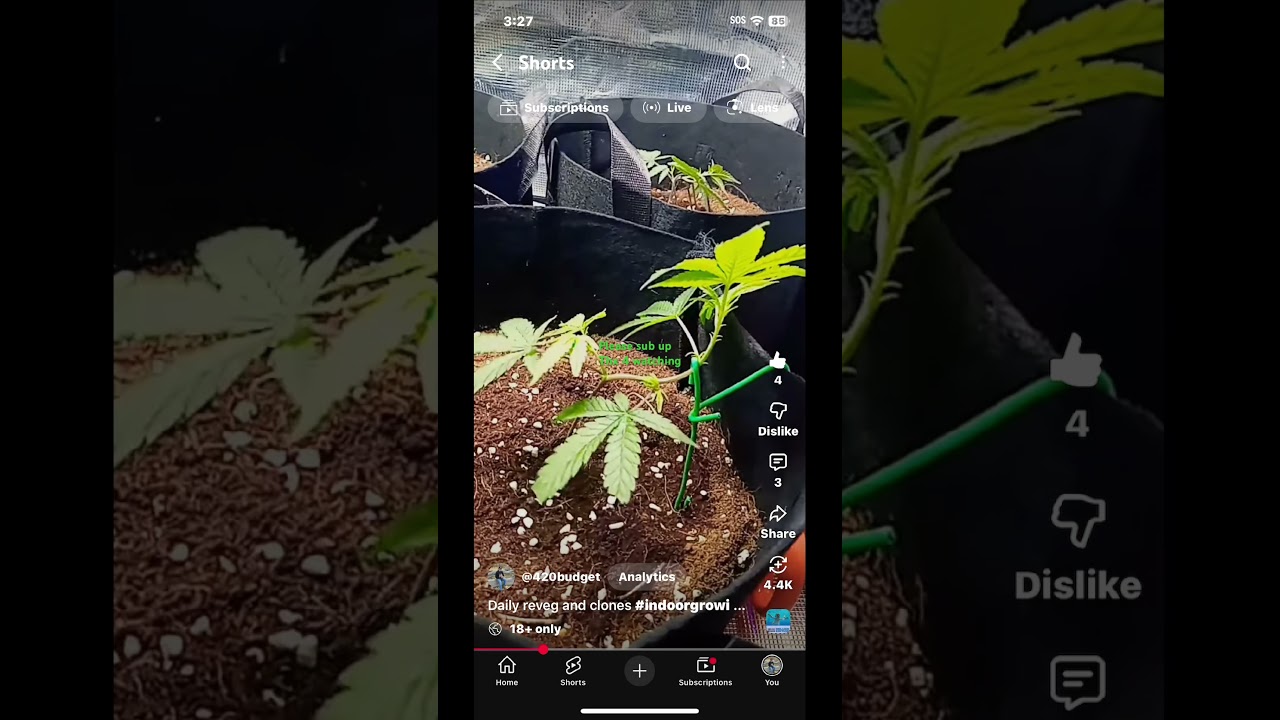 Growing clones for the first time 