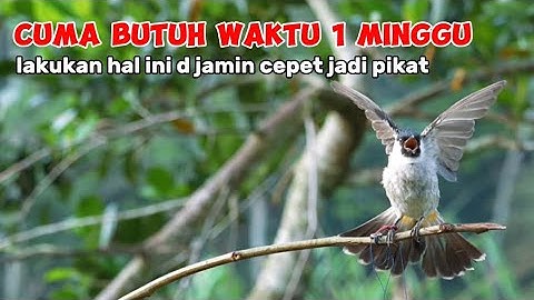latih burung kutilang jadi pikat dari 0 sampe berhasil #pikatkutilanggacor