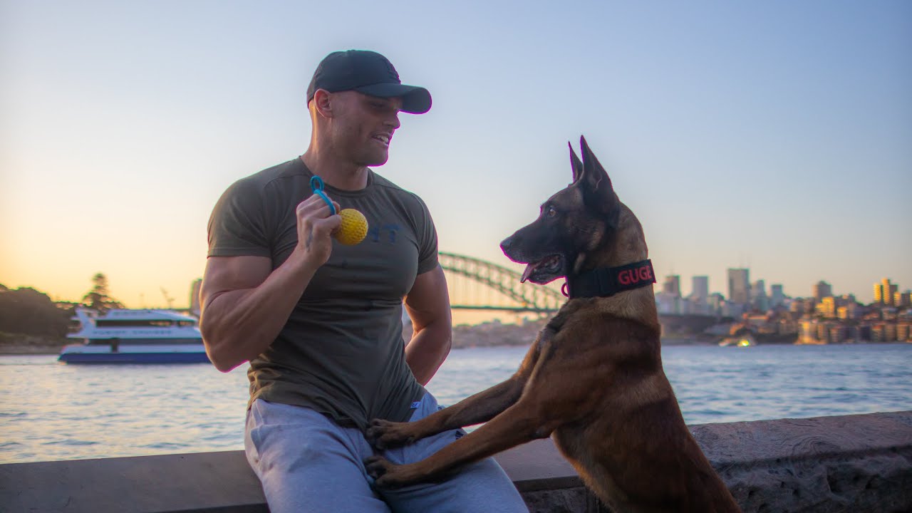 How to train a Belgian Malinois puppy YouTube