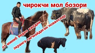 Чирокчи мол бозори нархлари Chiroqchi mol bozori narxlari