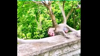 Anak Monyet Jatuh, monyet lucu
