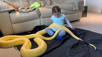 14ft Reticulated Python finds comfort and security on 6 year old