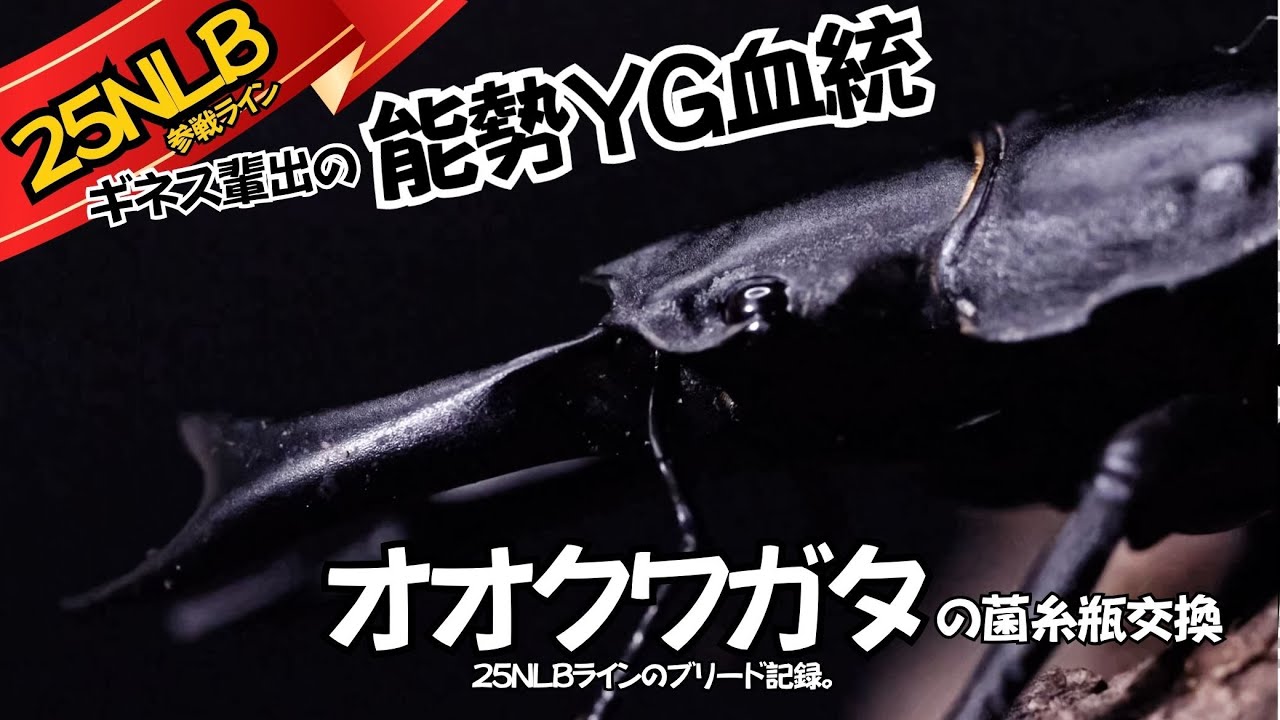 25NLB参戦ライン 予想外の成長か それとも？菌糸瓶交換で判明