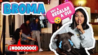 🐶 ¡VOY A REGALAR A OSO! 😭 Broma al Team Merlin 😈 FELIZ DÍA DE LOS INOCENTES 😂 | Conny Merlin