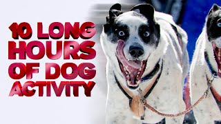 10 hours in a dogs’ life by Good Story 10,359 views 3 years ago 10 hours