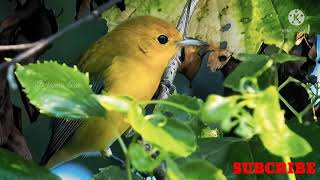 Suara burung pleci HD|| cocok untuk pikat & pancingan semua jenis burung pleci