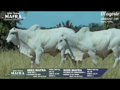 LOTE 134   MFRA 8862, 9295