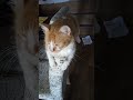 #cat