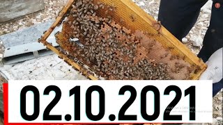 Kışa Hazırlık. Arı Sıkıştırma. Sonbahar Bakımı. Beekeeping. Arıçılıq. Arıcılık.