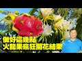 做好這幾點 火龍果瘋狂開花結果 做好這幾點 火龍果瘋狂開花結果