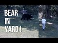 Bear in Yard