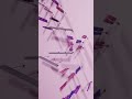 Pink Panther Marble Music Pink Panther Marble Music
