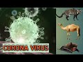 Coronavirus  sars  mers  covid  19 explained  symptoms  prevention  treatment  13 march 2020