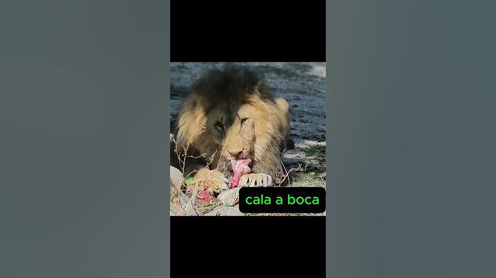 Leão É Rei ou Tigre É FORTE Qual É o Mais Poderoso?