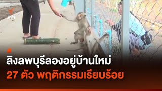 ลิงลพบุรี 27 ตัว ทดลองอยู่บ้านใหม่ พฤติกรรมเรียบร้อย | Thai PBS News