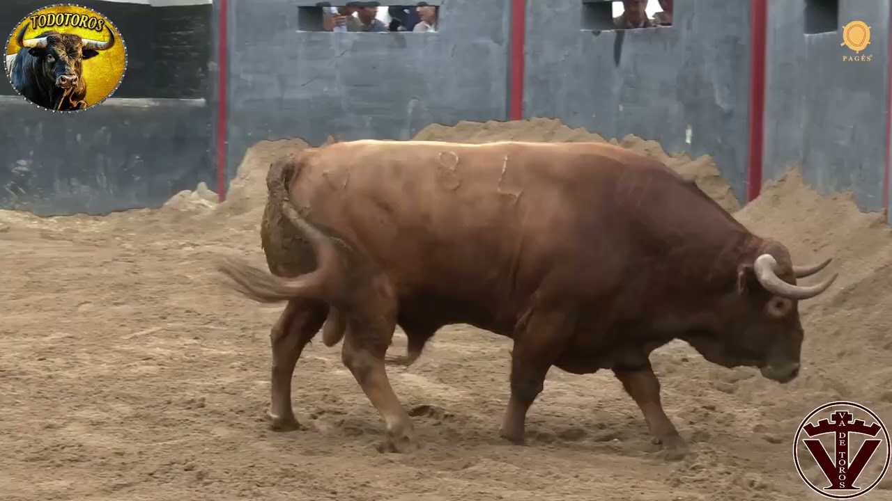 SORTEO| Toros de Garcigrande| Feria de Abril