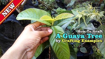 How To Graft A Guava Tree Tutorial by Grafting Examples