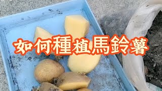 如何種植馬鈴薯土豆How to Plant Potatoes#种菜 #园艺 #園藝 #garden #gardenliving #花园 #菜摘