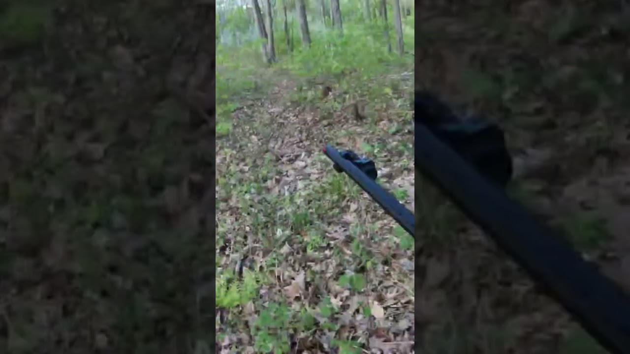 Run & Gun Turkey Hunting off my Driveway