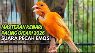 MASTERAN KENARI GACOR NGEROL PANJANG COCOK UNTUK PANCINGAN Kenari Paud AGAR cepat GACOR!