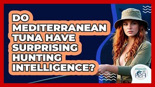 Do Mediterranean Tuna Have Surprising Hunting Intelligence? - Chasing Big Fish