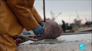 Accord post-Brexit : les pêcheurs britanniques se sentent 