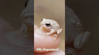 Incredible tiny frogs...🤯🐸 #shorts #shortvideo #ai #animals #cute #pets #frog