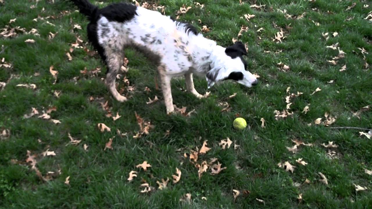 Adventures with a Mudish Setter