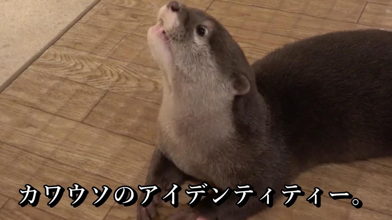 美猫しかいない猫カフェ【ひょう猫の森】（京都/嵐山） - YouTube
