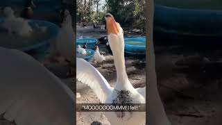Funny goose