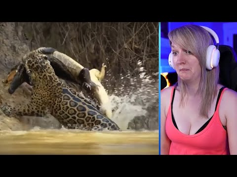 15 Most Powerful And Massive Bites In The Animal Kingdom Part 1 | Pets House