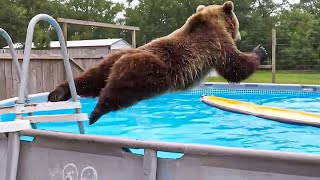 Animals vs Water 😂 Funny Animals [2025 Editions]