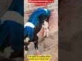 😳इतना प्यारा घर का बच्चा🐄आप सभी देखिये कितना प्यारा है #newtrend #viralvideo #cow #status #hindisong