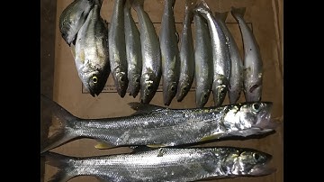 Câu Cá Măng-Cá Bống Đục Toàn Dính Cá To...