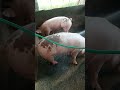 ligo time Ng ating mga alaga #pig